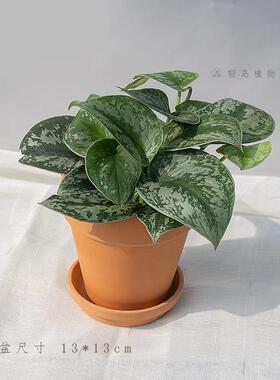 大叶银斑葛花叶绿萝白金葛盆栽好养室内桌面绿植物长藤垂吊好养活