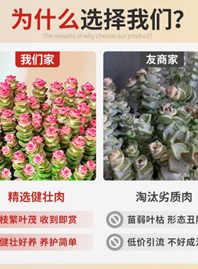 钱串子多肉植物室内花卉盆栽绿植旺宅钱多多大颗好养四季肉肉鲜花