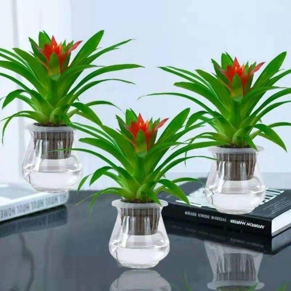 鸿运当头盆栽大盆红掌客厅摆放家养水培花卉植物室内花好养活四季,淘宝优惠券,粉丝福利购,淘宝优惠卷
