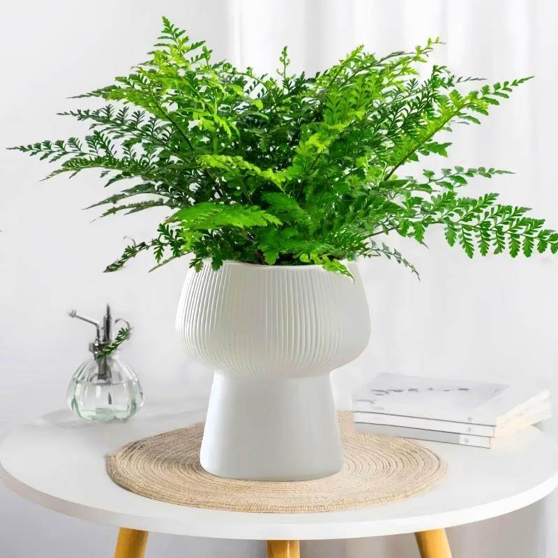 吉姆蕨盆栽网红蕨类植物办公室绿植室内欧洲蕨平安蕨宝石蕨铁线蕨,淘宝优惠券,粉丝福利购,淘宝优惠卷
