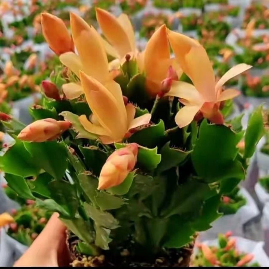 蟹爪兰盆栽带花苞多色花苗四季绿植花卉植物室内螃蟹爪莲开花好养,淘宝优惠券,粉丝福利购,淘宝优惠卷