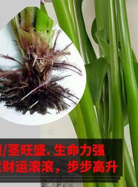 四季开花懒人水培植物绿植室外室内庭院好养水生花卉盆景开紫色花