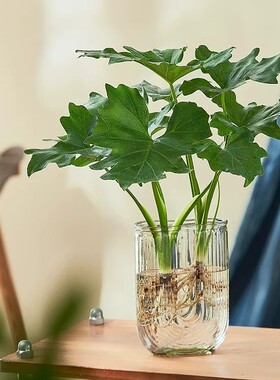 水培植物春羽盆栽绿植室内好养小天使水培龟背竹四季常绿春雨盆栽