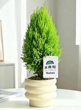 【情绪稳定小盆栽】香松盆栽室内办公室桌面放青松绿植雾凇植物