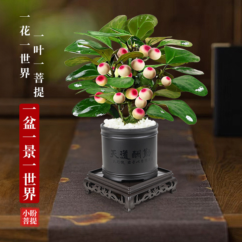 菩提树盆栽小盼菩提带果盆景室内办公室植物桌面摆件中式禅意绿植,淘宝优惠券,粉丝福利购,淘宝优惠卷