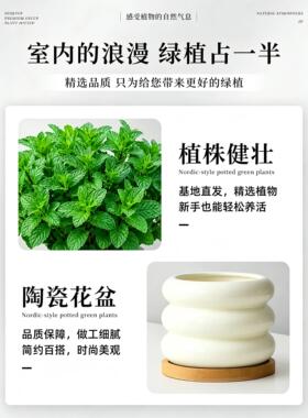 薄荷盆栽可食用植物迷迭香留兰香薄荷大苗叶室内桌面绿植四季好养