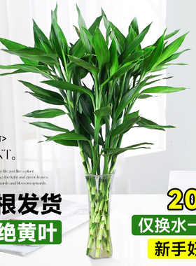 富贵竹水培植物客厅招财绿植室内盆栽观音竹粗杆带根转运竹发财竹