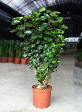 金钱兜盆栽老桩盆景室内客厅四季常青金钱树福禄桐好养绿植易成活