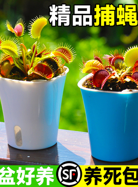 捕蝇草盆栽超大扑蝇草巨型猪笼草茅膏菜食虫植物食人花食蚊草驱蚊