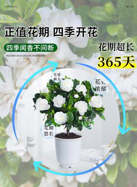 独杆棒棒糖栀子花盆栽四季植物阳台花卉开花绿植带花苞老桩大树苗