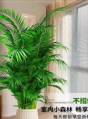 花卉客厅大型椰子绿植绿植花凤尾竹桌面植物盆栽天堂鸟富贵散尾葵