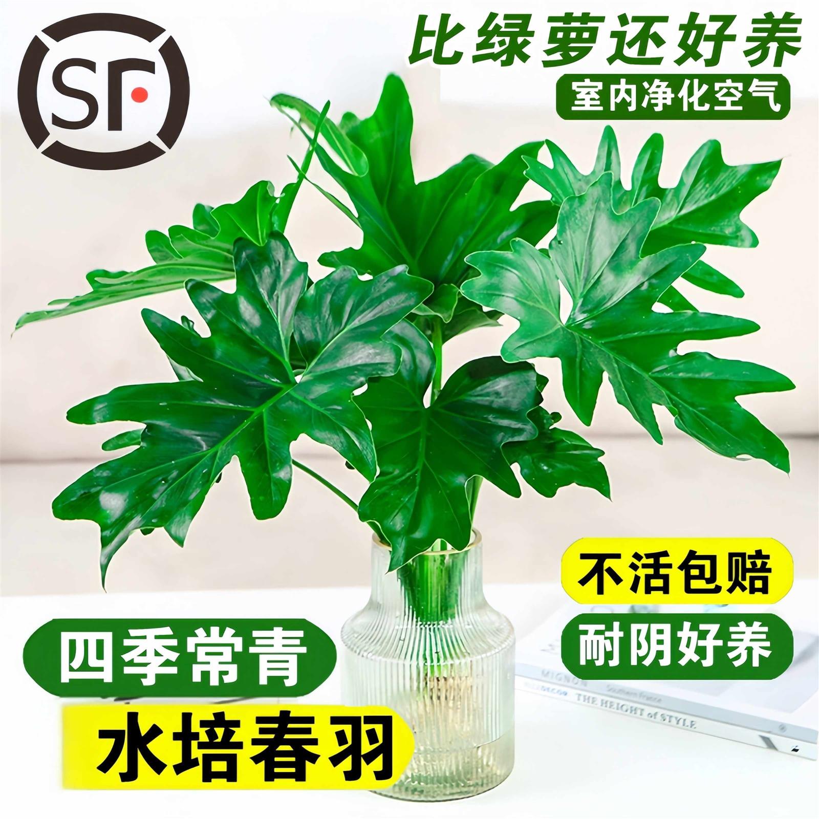 春羽盆栽耐阴易活水培植物室内龟背竹春雨绿植常青好养办公桌植物 - 图2