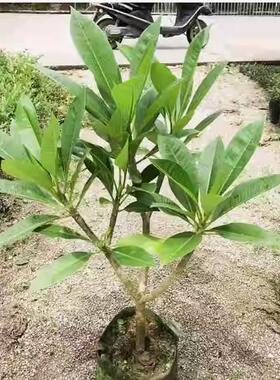 鸡蛋花盆栽树苗红黄多色好养鸡蛋花树苗珍贵绿植开花香包成活