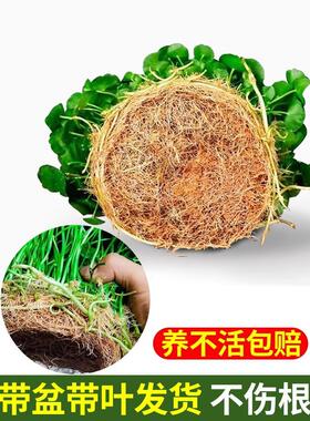 铜钱草水培植物老桩盆栽室内外水养大叶金钱草根芽好养易养活绿植