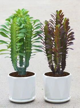 客厅办公室龙骨植物空气镇宅花卉玉麒麟绿植招财盆栽室内净化