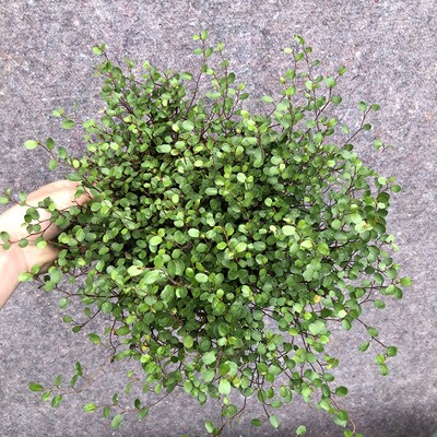 千叶吊兰盆栽观叶植物多年生垂吊餐桌摆件绿植四季常青大盆包邮 - 图0