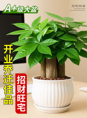 三杆发财树绿植盆栽办公室招财运旺财植物净化空气桌面室内小花卉