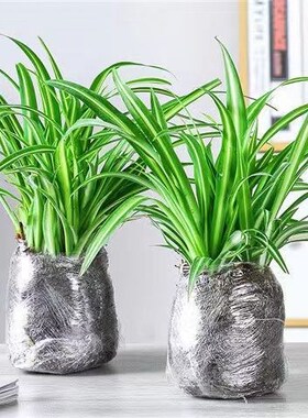 金边金心青叶吊兰盆栽四季种植办公室净化空气吸甲醛植物花卉