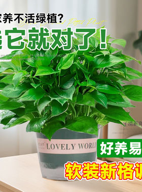 绿萝盆栽室内植物花卉绿植水培长藤垂吊大叶绿箩新房家用净化空气