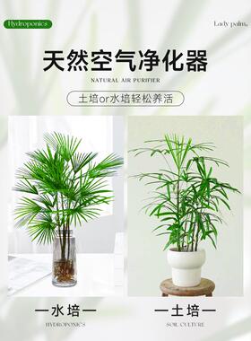 富贵竹水培植物室内好养客厅大型招财旺宅金山棕竹盆栽水竹子绿植