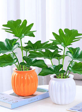 春雨绿植盆栽花卉植物室内易养活龟背竹无土春羽水培植物室内好养