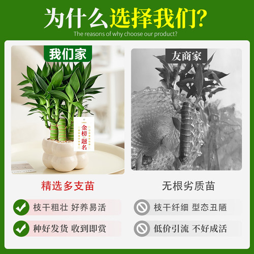 文昌竹4支富贵竹带根金榜题名室内盆栽高考书桌绿植净化空气好养 - 图1