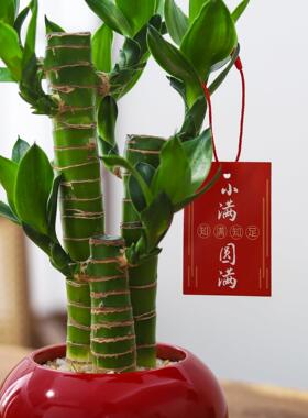 【芭芭农场】富贵竹盆栽客厅室内绿植桌面好养活植物净化空气花卉