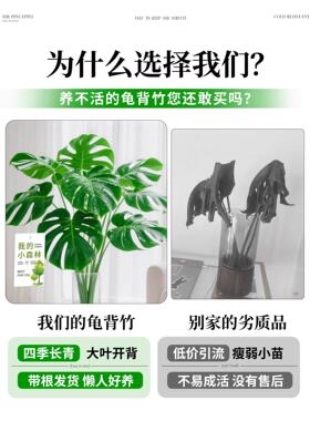 龟背竹水培植物四季绿植室内盆栽客厅办公室桌面大叶老桩水养竹子