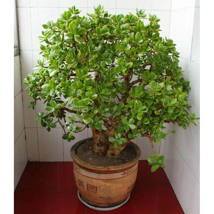 玉树盆栽老桩大叶红边玉树树苗精品多肉植物大颗好养室内花卉绿植,淘宝优惠券,粉丝福利购,淘宝优惠卷