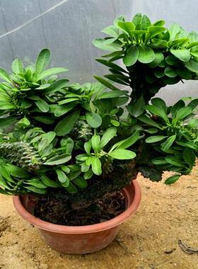 多肉植物玉麒麟盆栽花卉仙人掌麒麟掌观赏盆栽室内多肉净化空气