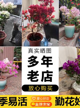 三角梅盆栽重瓣四季绿漳红樱爬藤植物矮桩阳台树苗耐寒老桩带花卉