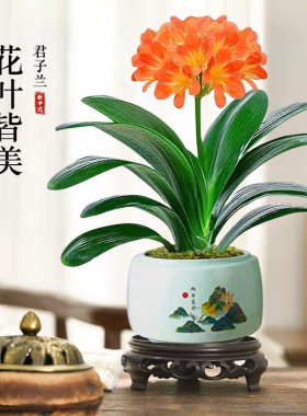 君子兰盆栽带花苞特大号客厅名贵花卉室内国宝级高端盆景好养绿植