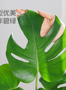 水培植物龟背竹盆栽老桩净化空气轻奢大叶室内观叶绿植耐阴常青