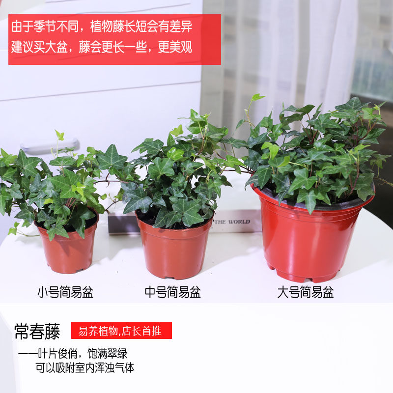 常春藤绿萝水培植物花卉盆栽发财树吊兰芦荟盆栽室内净化空气植物,淘宝优惠券,粉丝福利购,淘宝优惠卷