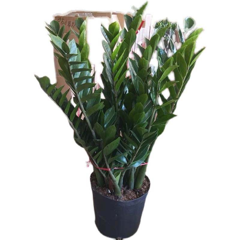 金钱树盆栽植物室内花卉客厅四季常青好养绿植大摇钱串子小发财树,淘宝优惠券,粉丝福利购,淘宝优惠卷