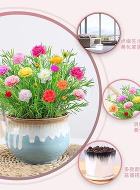 重瓣太阳花盆栽苗带花苞多色室外阳台庭院多季开花不断好养活植物
