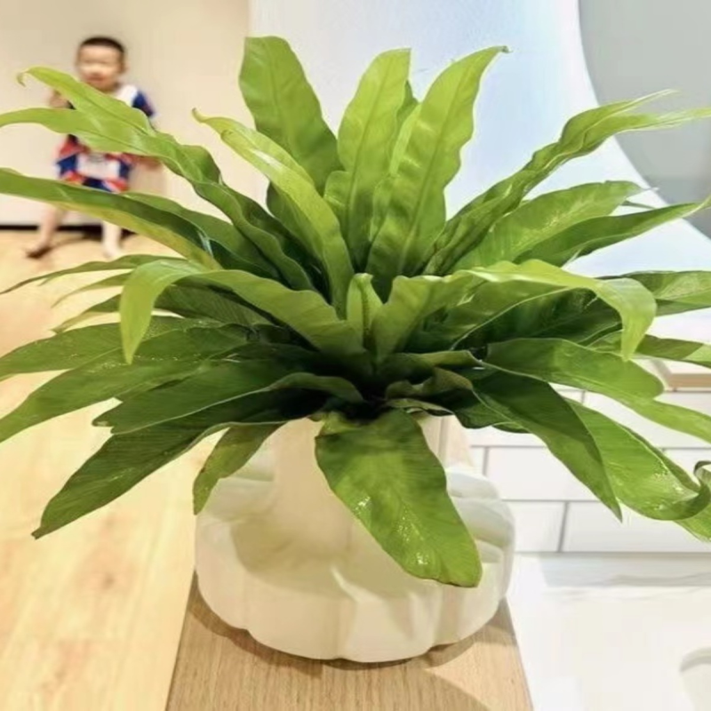 大盆展叶耐寒鸟巢蕨盆栽水土培绿植室内北欧好养净化空气观叶绿植,淘宝优惠券,粉丝福利购,淘宝优惠卷
