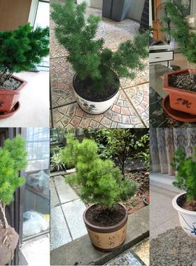 蓬莱松盆栽盆景苗 植物长青室内植物 花语长寿又称旺来松