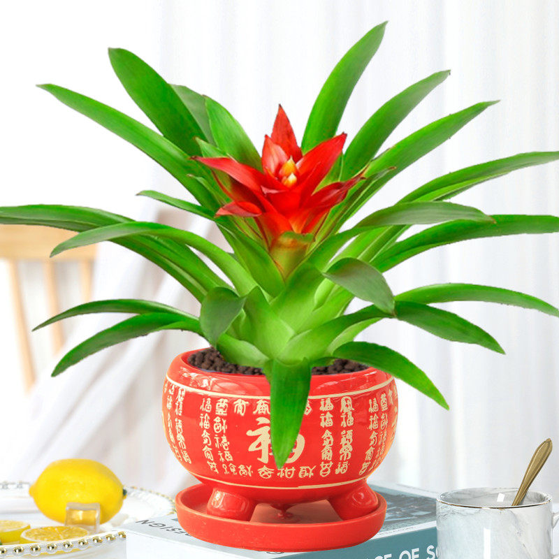 鸿运当头盆栽家养花卉植物室内客厅摆放的花四季好养活年宵花卉,淘宝优惠券,粉丝福利购,淘宝优惠卷