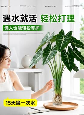 水培植物银脉箭叶海芋室内客厅剑叶海芋好养热植四季懒人水养绿植