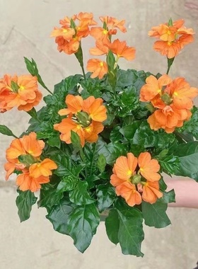 鸟尾花盆栽带花苞多年生好养花卉