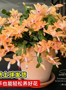 蟹爪兰盆栽带花苞多色花苗四季绿植花卉植物室内螃蟹爪莲开花好养