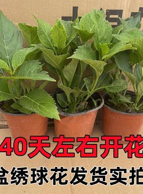 绣球花苗植物无尽夏开花好养的花四季不断盆栽花卉植物室内易养活