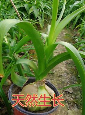 【虎眼万年青】盆栽玻璃球花旱三奇海葱可食用药用新鲜叶子