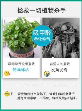 薄荷盆栽吸毒草植物室内净化空气新房去味四季好养活绿植