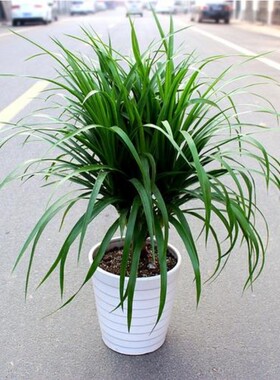 龙须树 多头龙血树 龙铁树室内客厅盆栽花卉植物办公室盆景