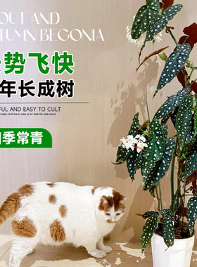 鳟鱼秋海棠盆栽竹节粉旗鱼网红绿植ins室内阳台花卉植物四季好养