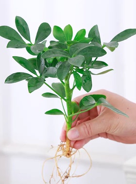 八方来财鸭脚木水培植物花卉盆栽办公室绿植客厅室内净化空气招财