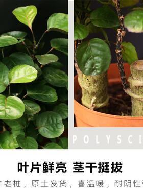 金钱兜盆栽绿植玻璃水培植物室内福禄桐办公室阳台四季好养盆栽