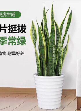 金边虎皮兰盆栽花卉绿植水培植物办公室内好养易活净化空气虎尾兰